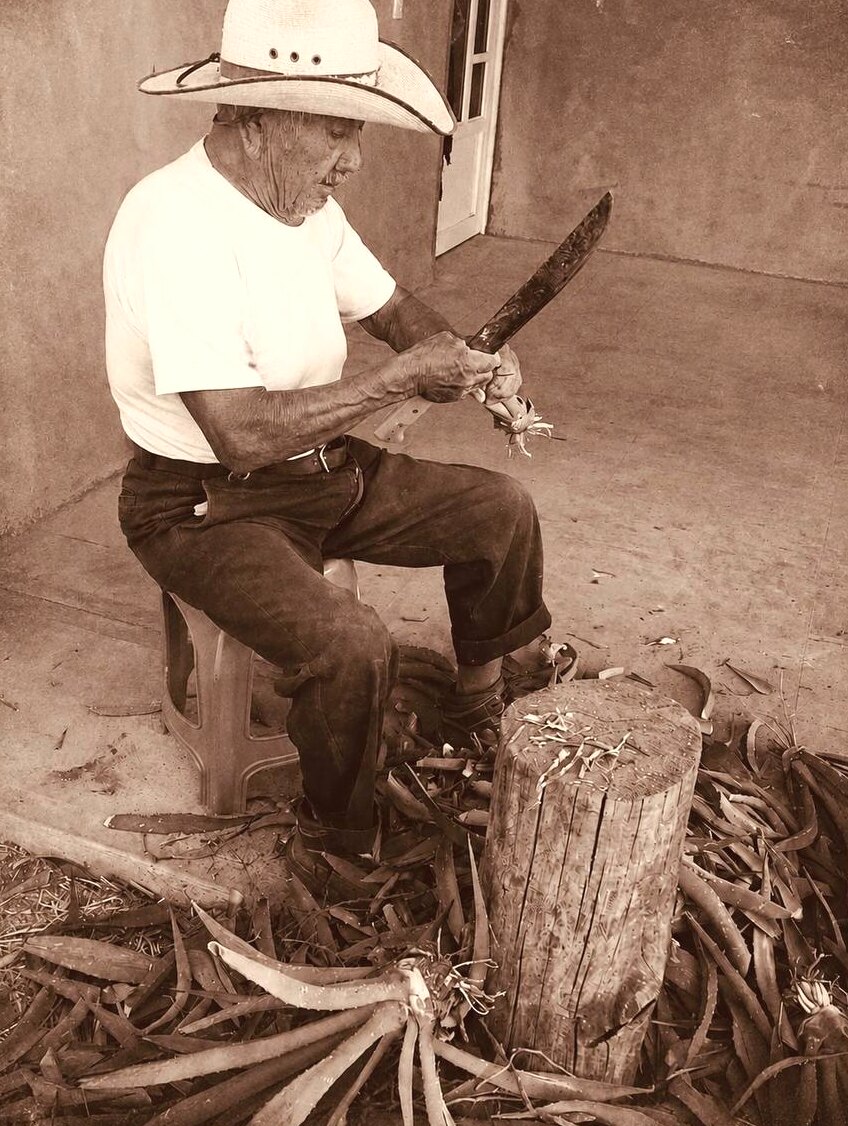 Don Constantino limpiando maguey con su machete
