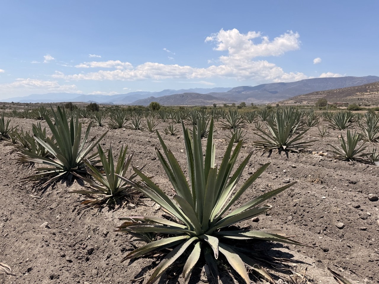 Maguey de Cucharilla