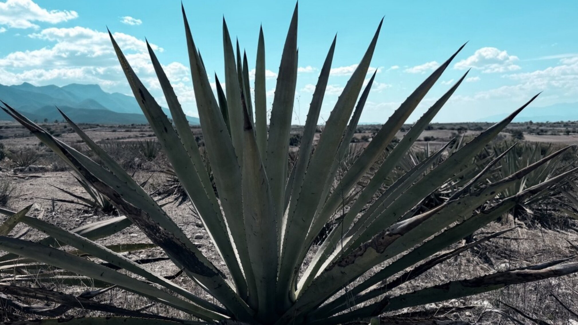 Maguey silvestre en la ladera, Santiago Matatlán