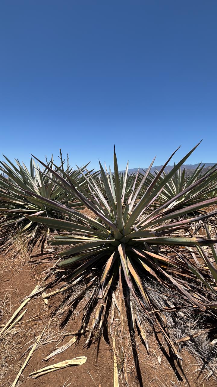 Maguey de Espadín en el campo