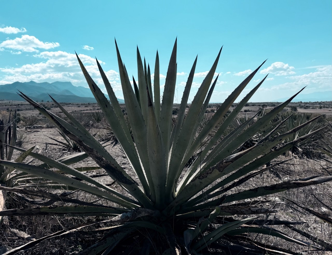 Magueyes en el campo de la familia, Santiago Matatlán