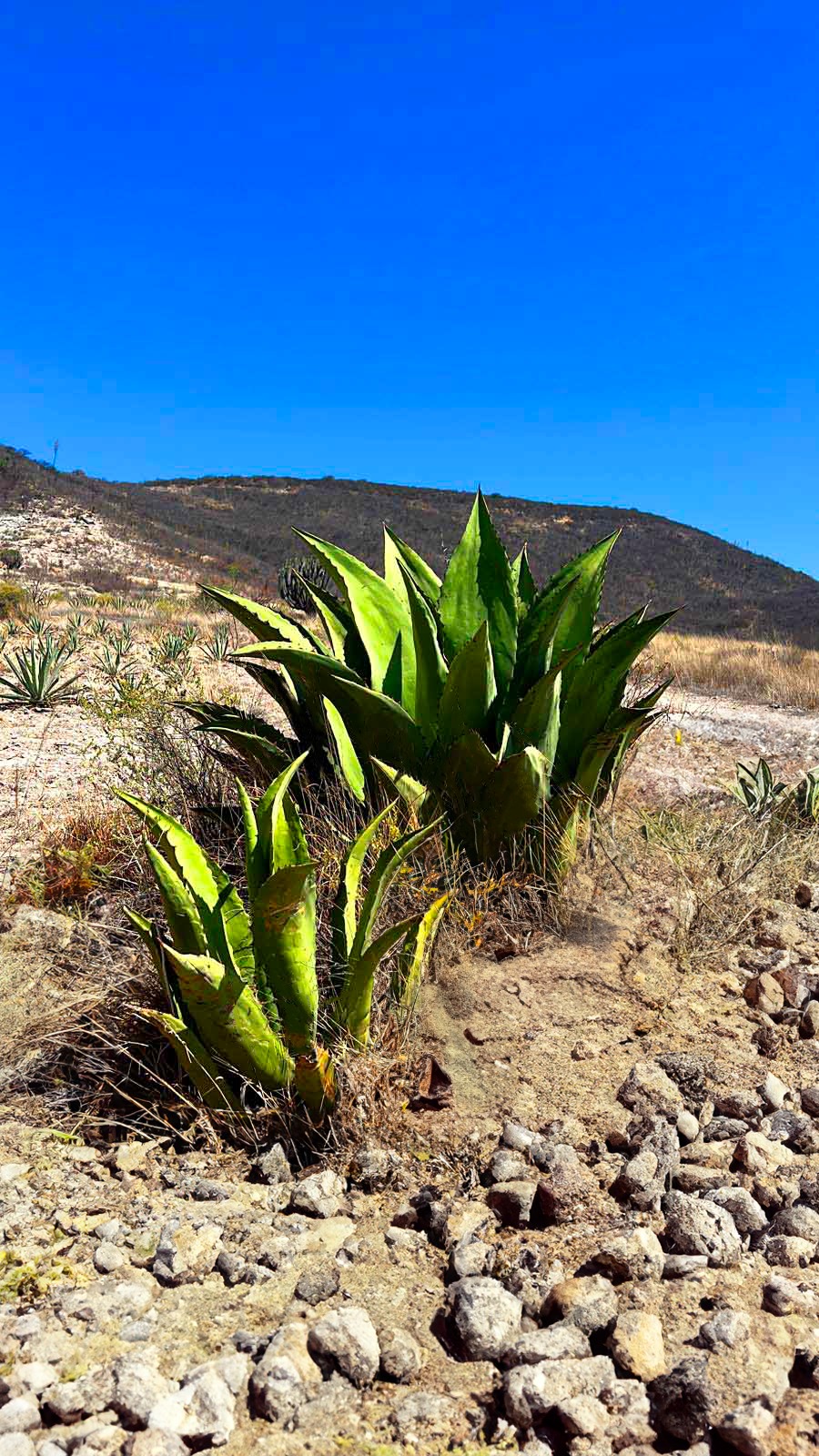 Maguey de Tepeztate en el campo