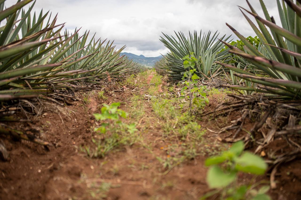 Maguey de Tobalá