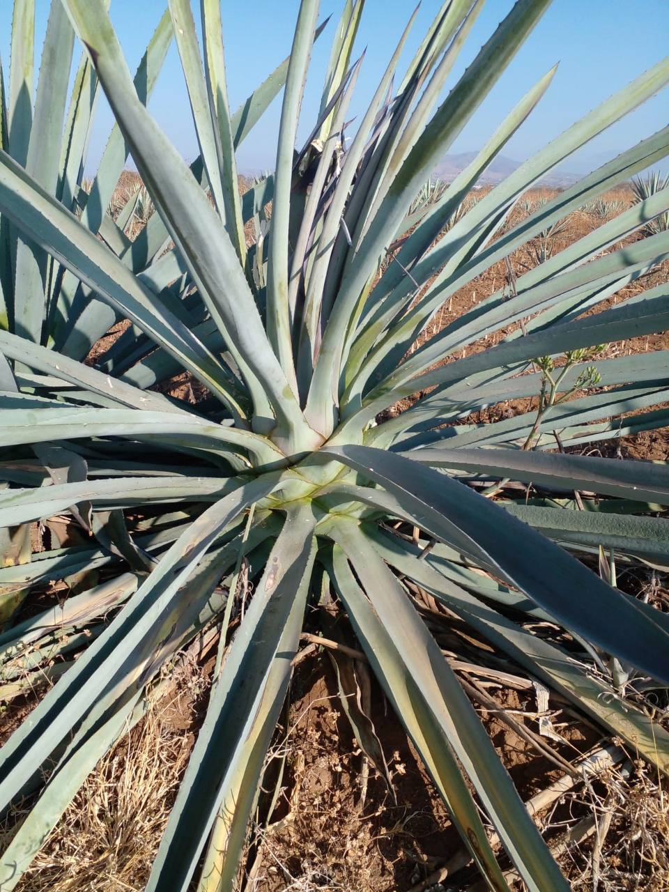 Maguey de Mexicanito