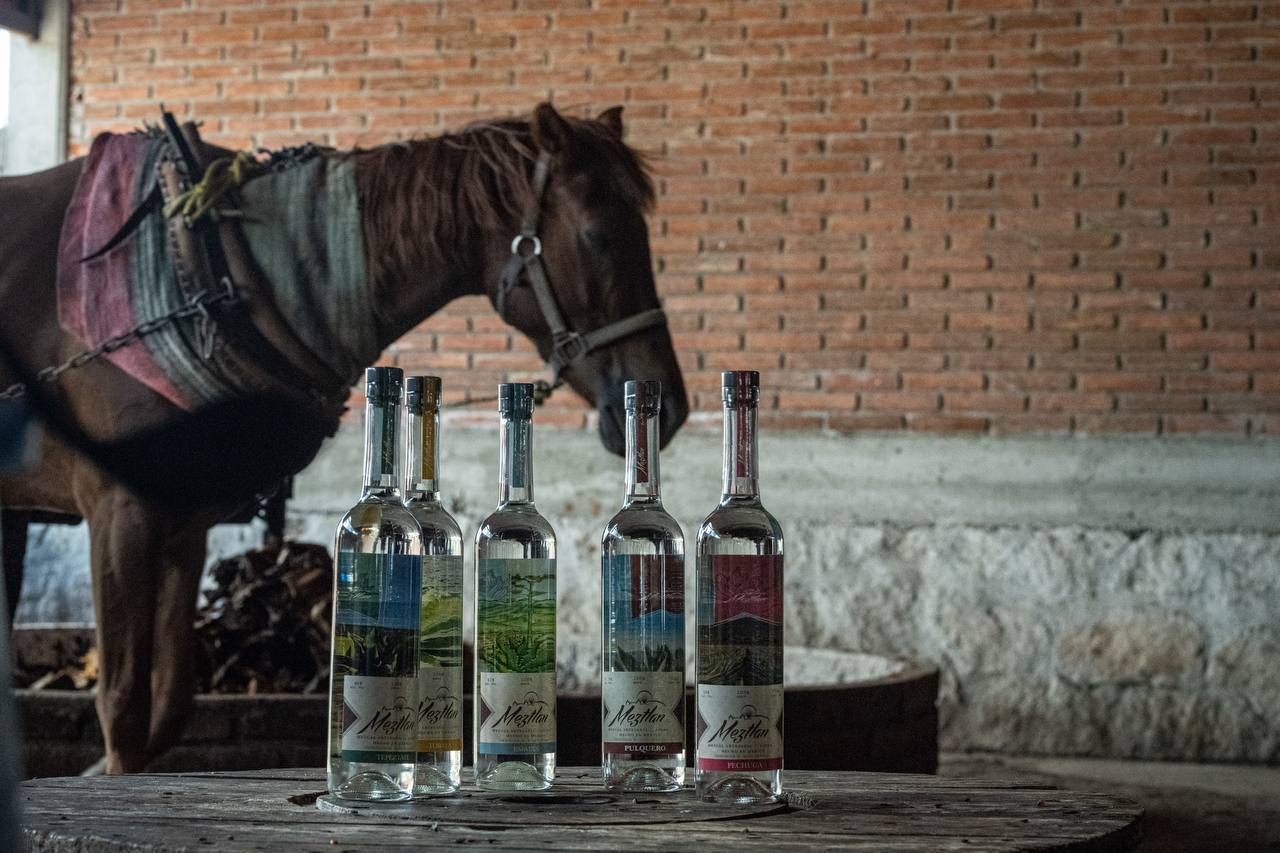 Los mezcales Meztlán con el caballo del palenque